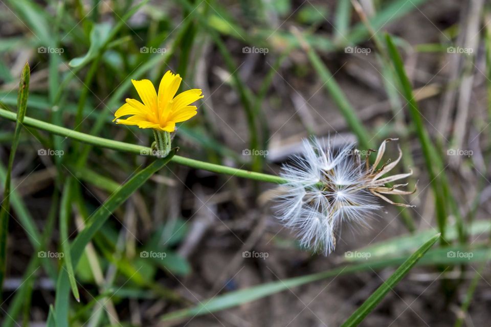 Chondrilla juncea is a perennial plant of the Aster family (Asteraceae)