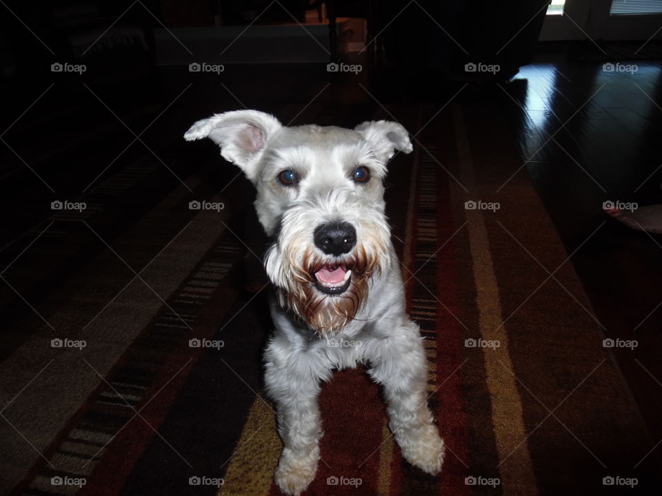 frosty the snowman. my puppy is trying to get some more food from me while I'm eating