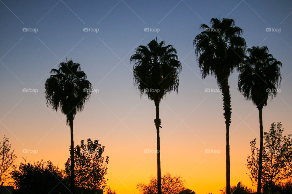 Golden hour with palm trees