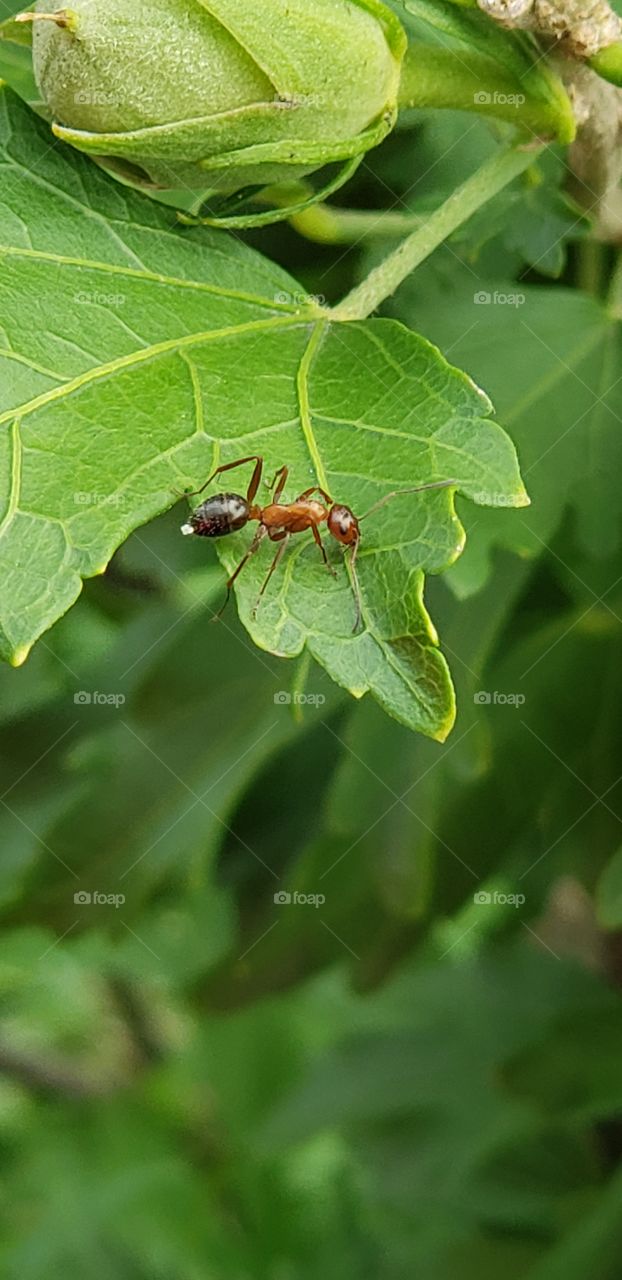 Ants among the garden