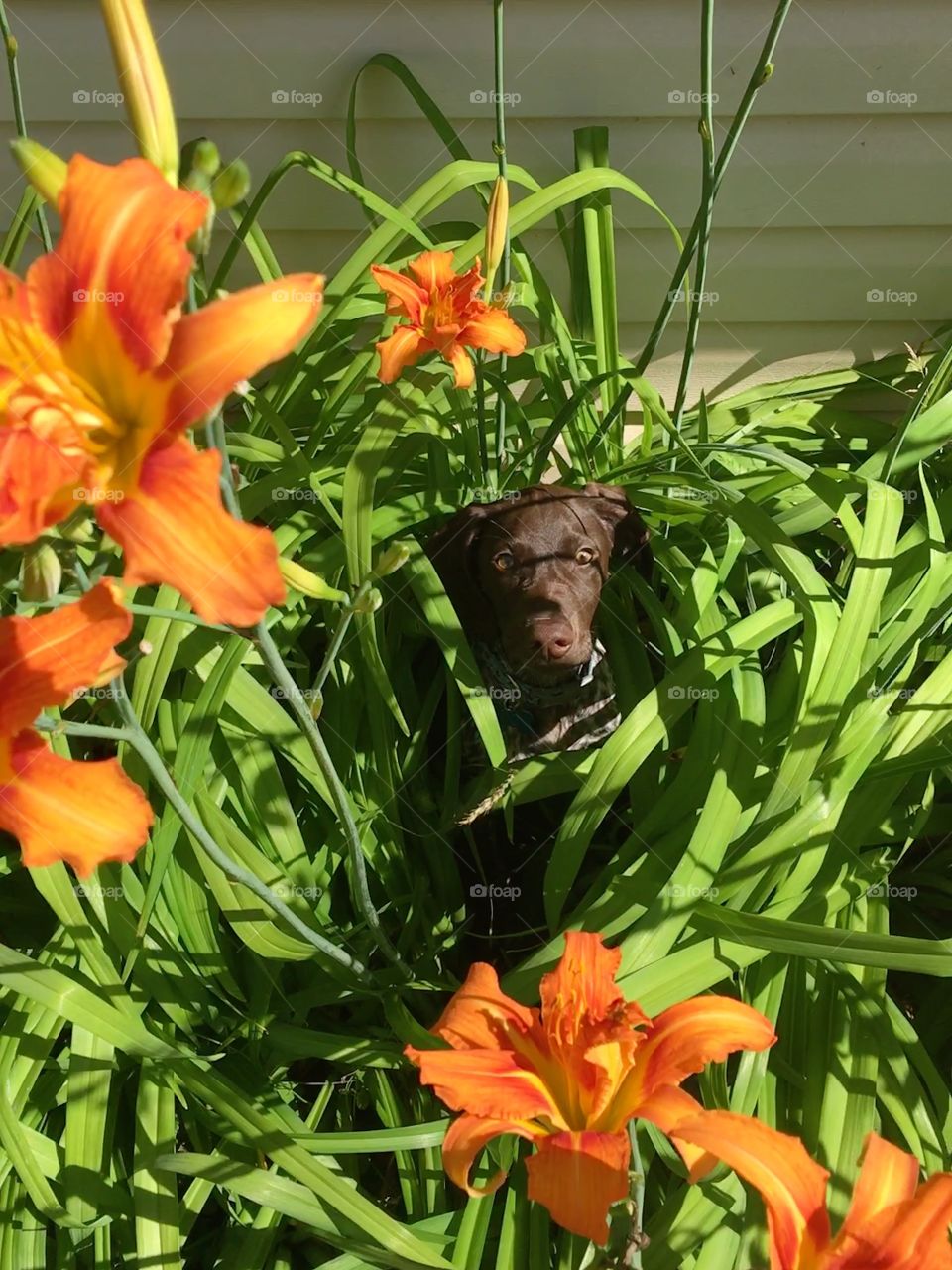 A puppy in floral plant has a huge imagination
