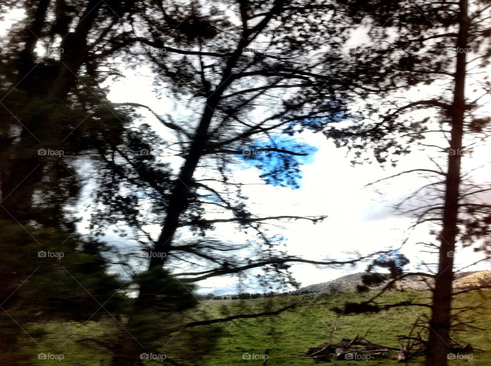 Tree, Nature, Landscape, Wood, No Person