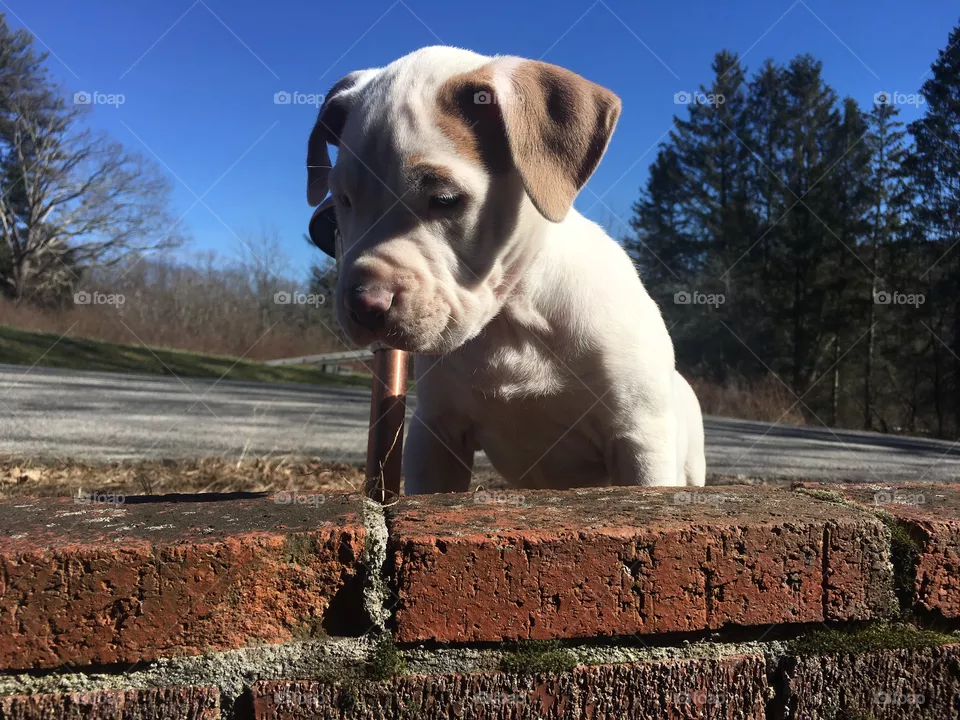 Cute dog