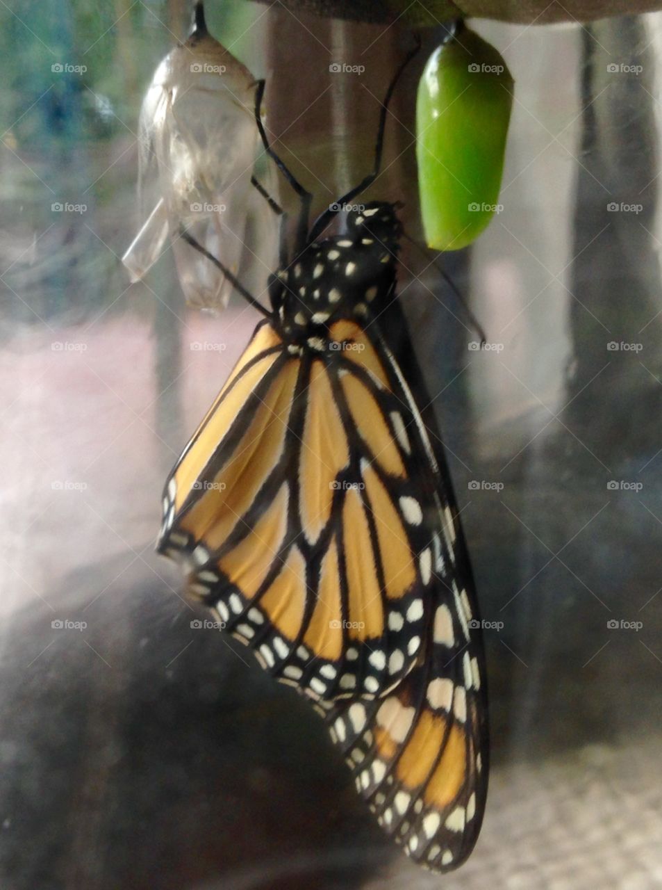Monarch Butterfly in Stages