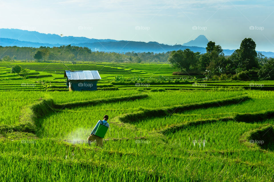 farmers in the morning at rice fields