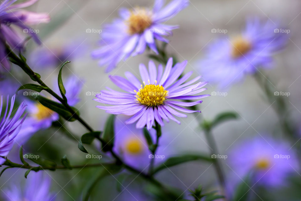 A close up portrait of a purple aster flower with a yellow core. its a daisy like flower of the asteraceae family. around it there are multiple flowers of the same kind.
