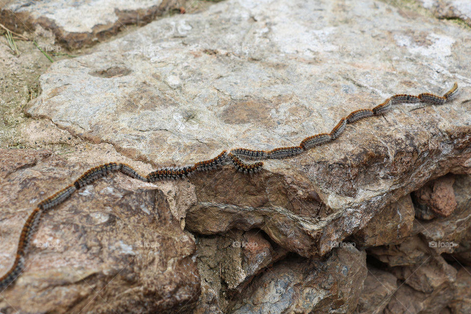 Line of caterpillars in brown stone