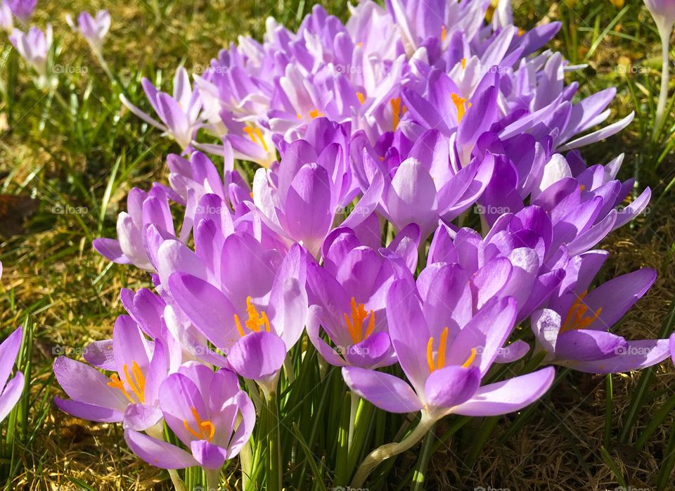 Close-up of crocus flowers