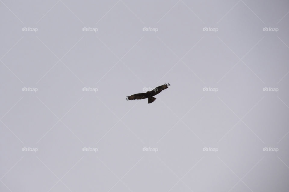 Robust rapacious spread wings in grey cold sky