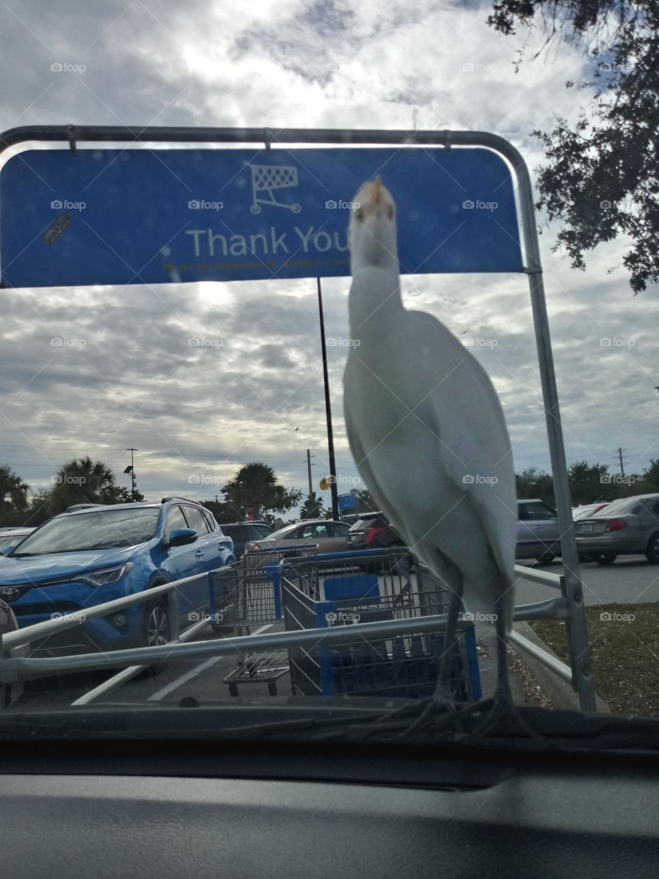 A funny white bird that has landed on the hood of a car in the walmart parking lot.