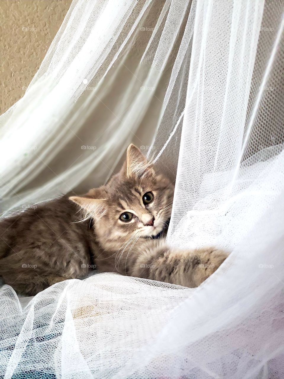 kitten in transparent cloth