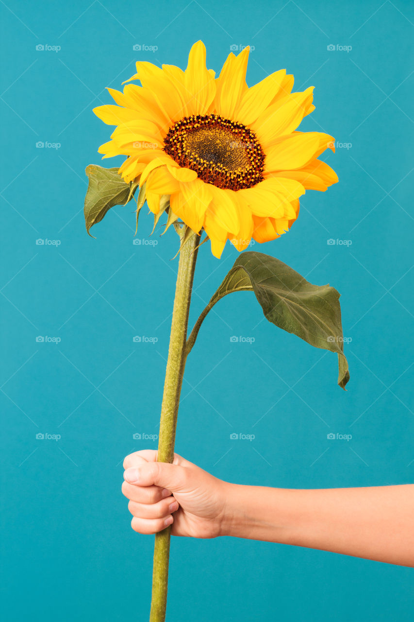 Sunflower in a hand. Closeup of girl's hand holding a sunflower on blue background