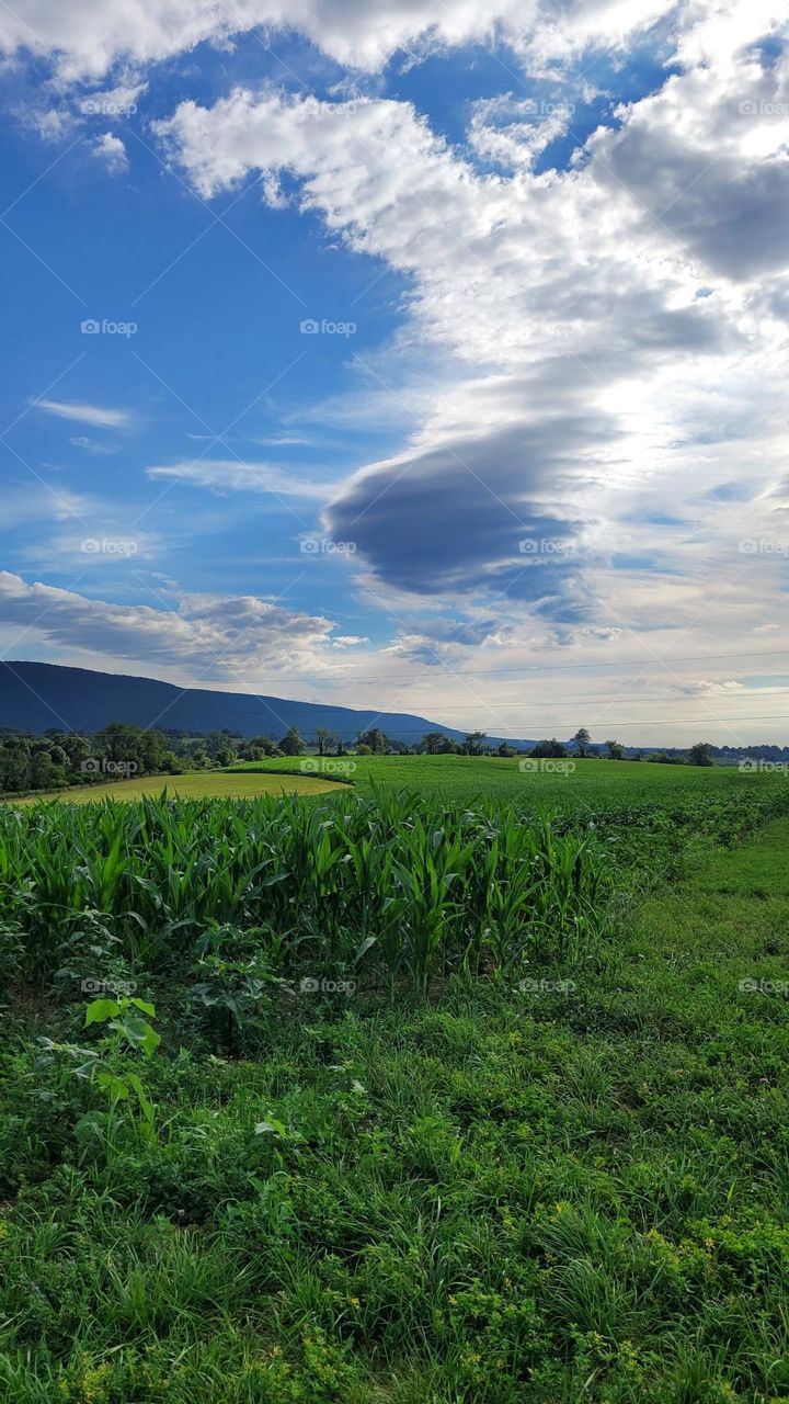 Summer day in the field