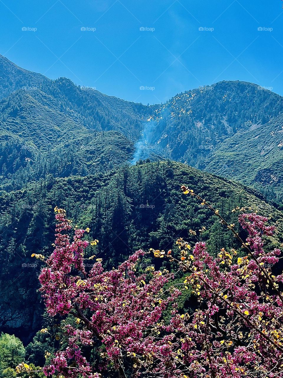 Mountain View with Pink Blossoms