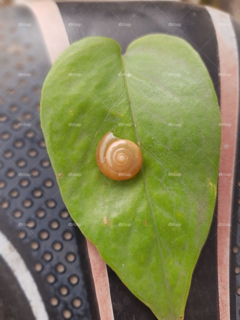 snail shell on the leaf