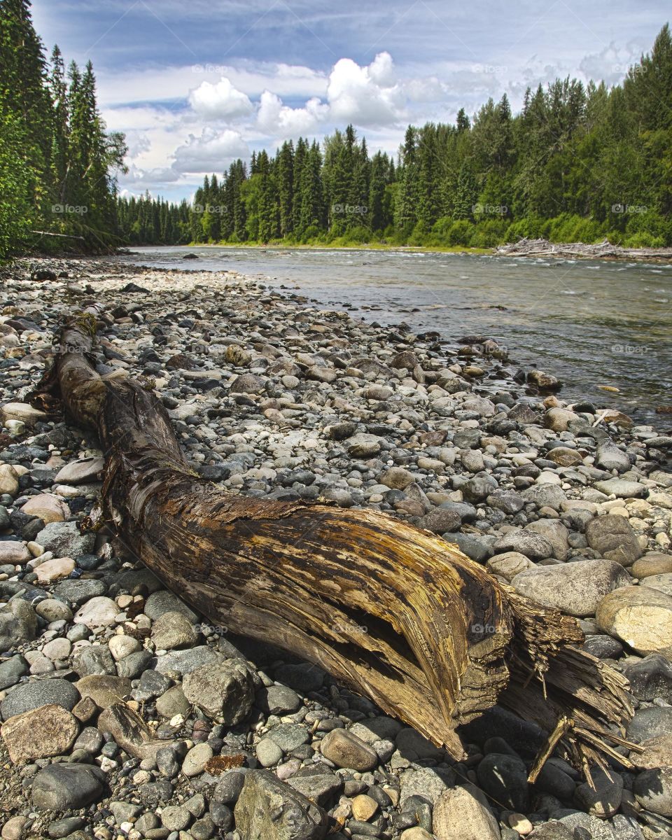 Beached Log