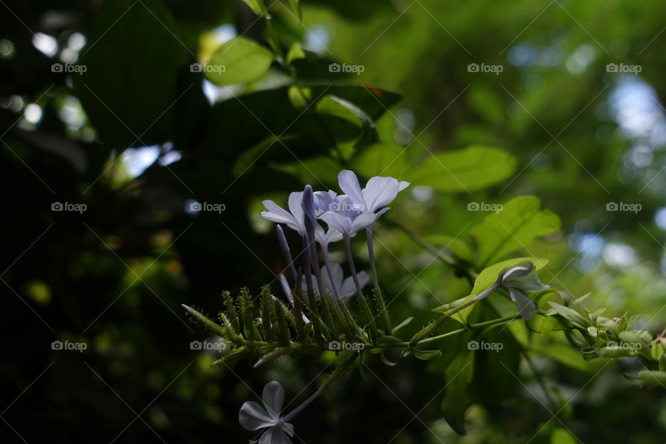 Small light purple flowers with green leaves.