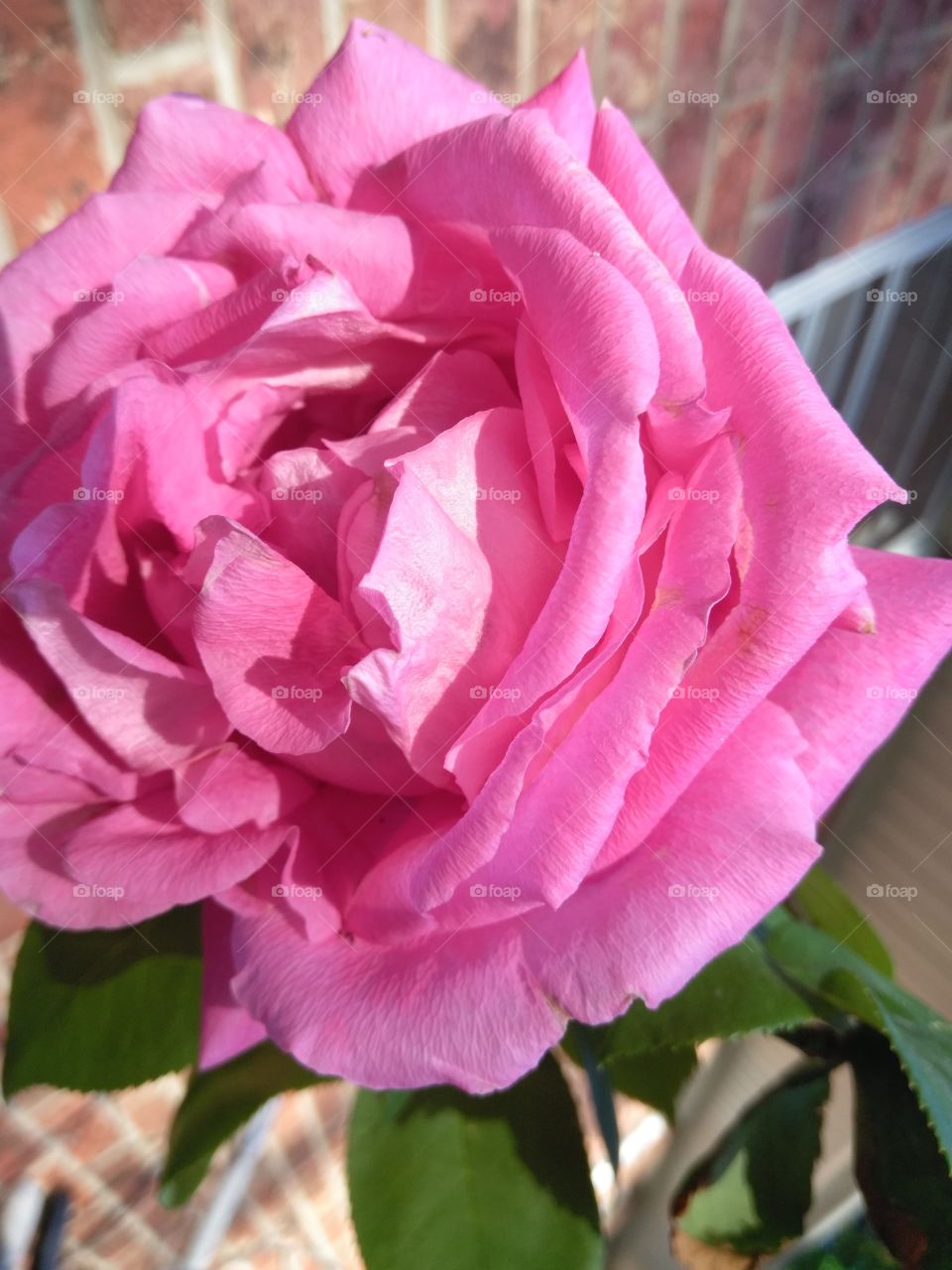 Fully open pink hybrid rose bloom on a early morning.