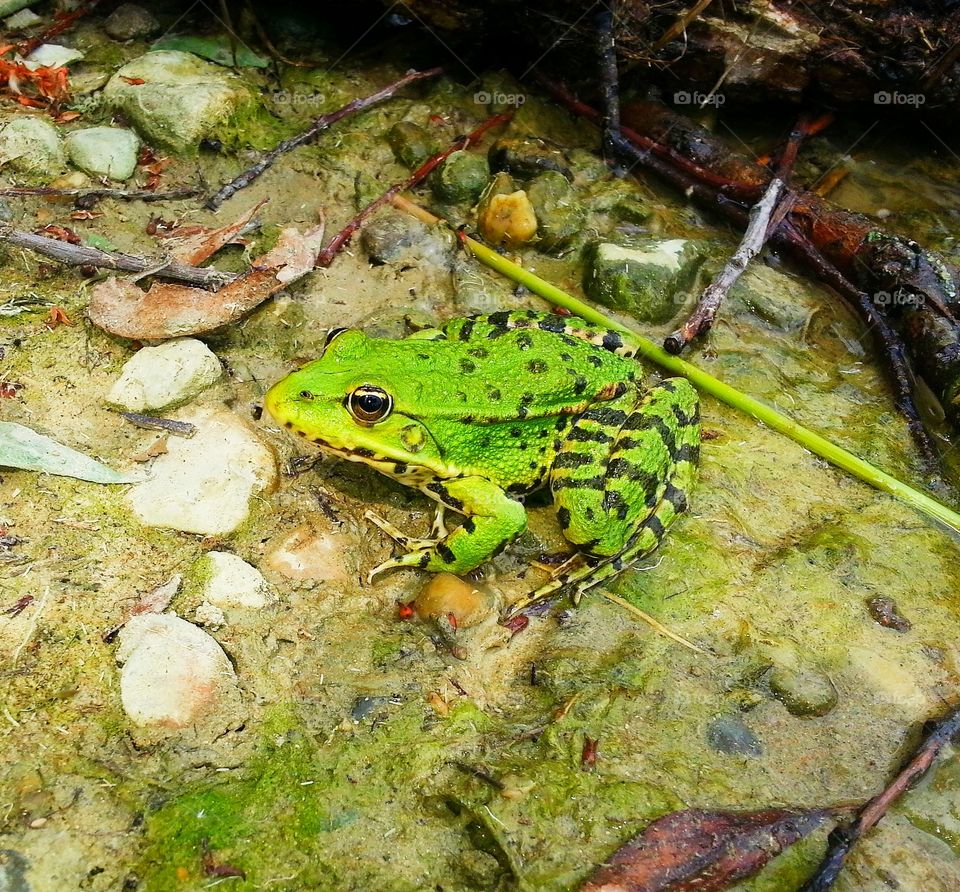 green frogger