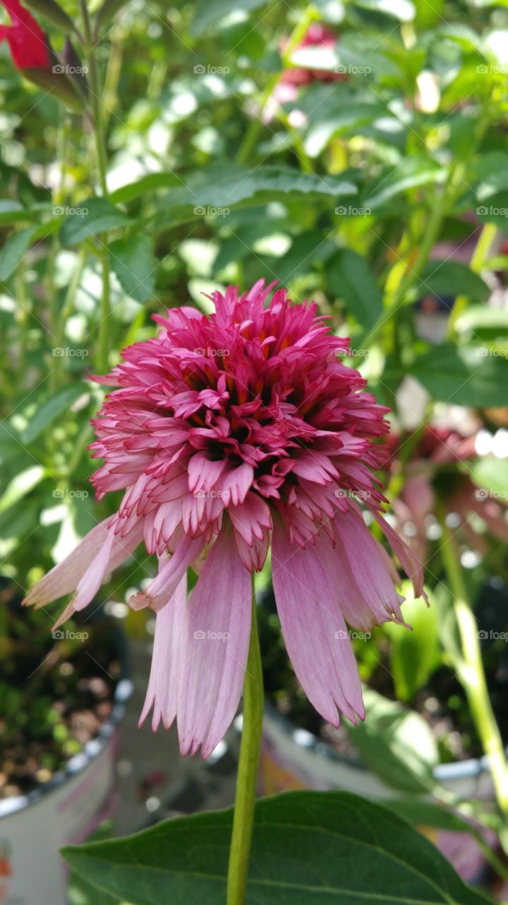 Nature, Flower, Flora, Garden, Summer