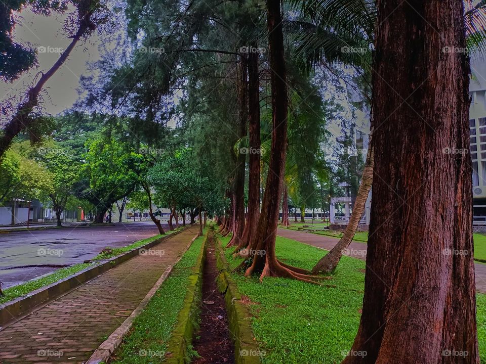 Paths of the park with tall green trees on a sunny day along which people walk. No people