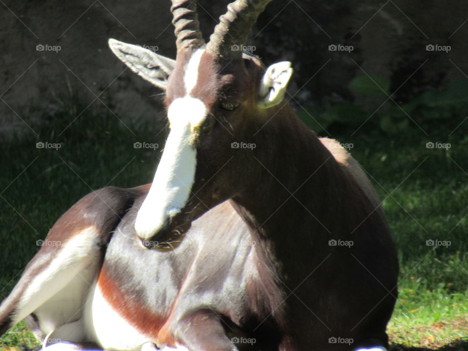 Gazelle 