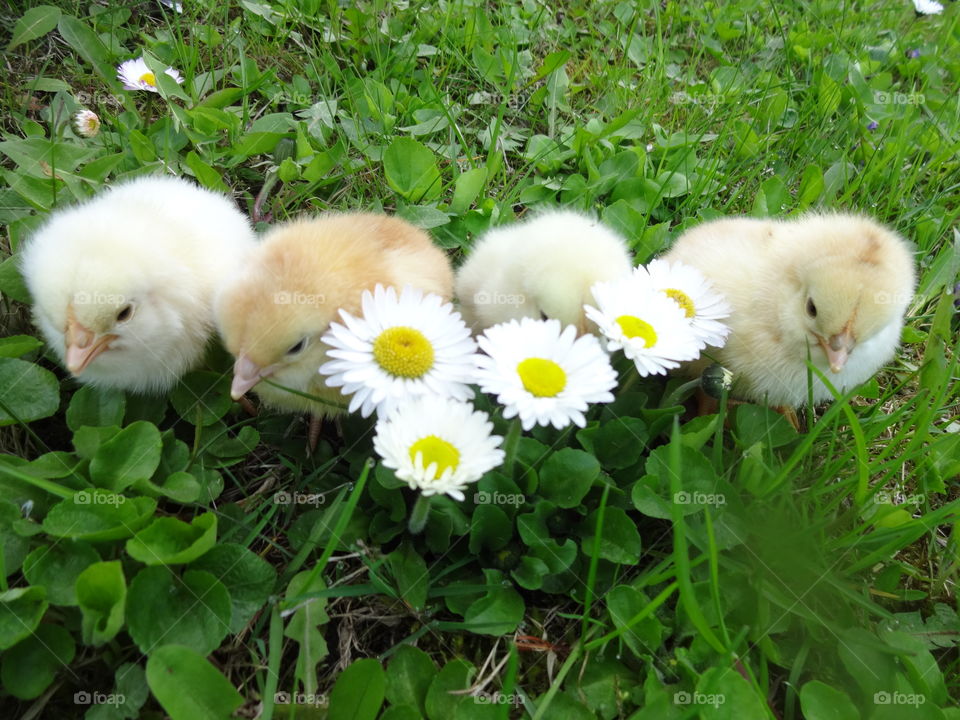 High angle view of baby chickens
