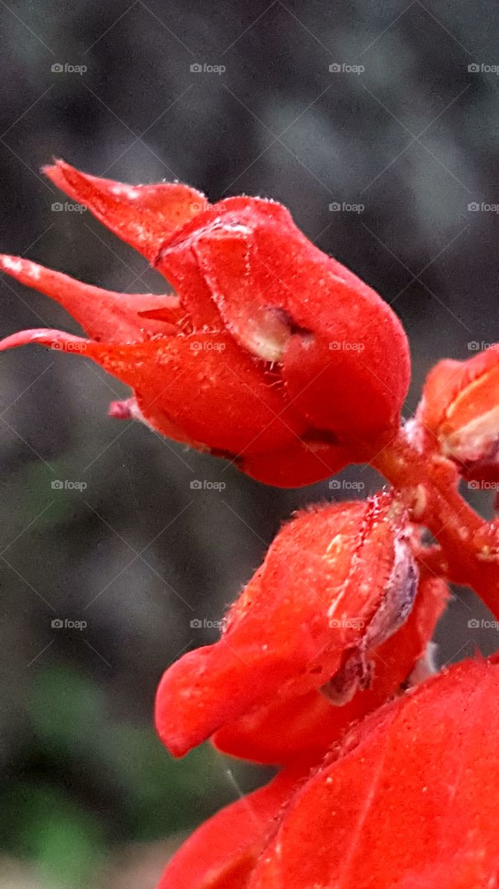 red wildflowers