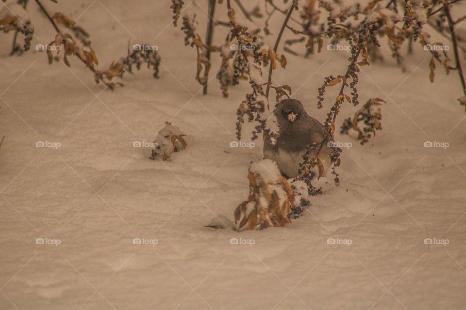 bird playing in the bushes on a snowy day