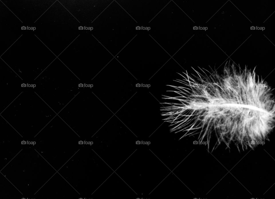 White feather on black 