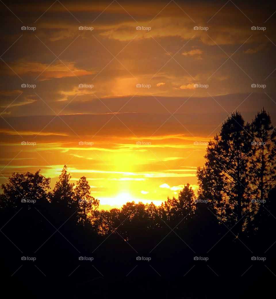 Sunset and pine trees #2