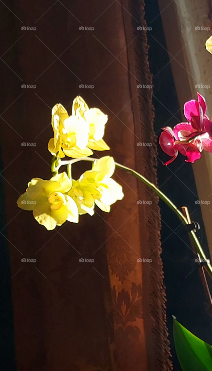 phalaenopsis