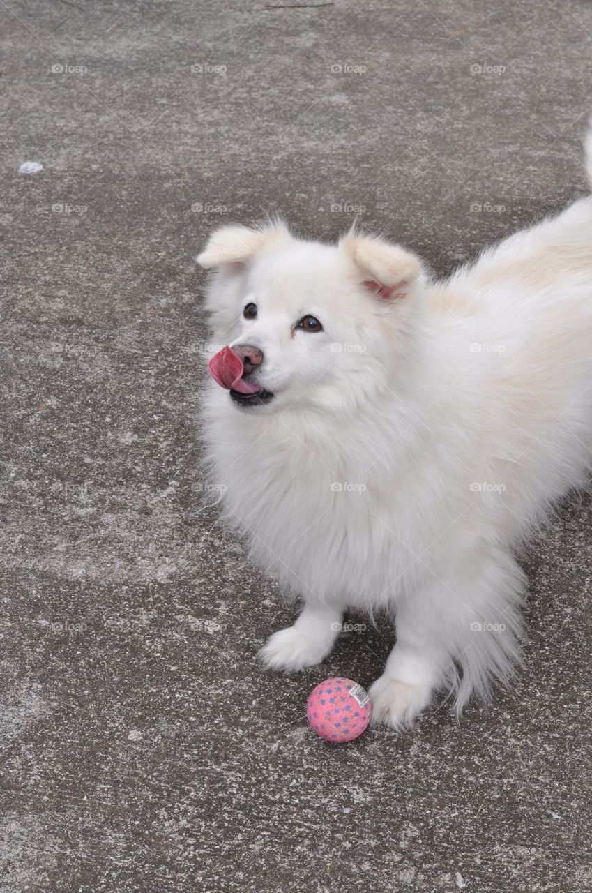 Dog with rolled tongue