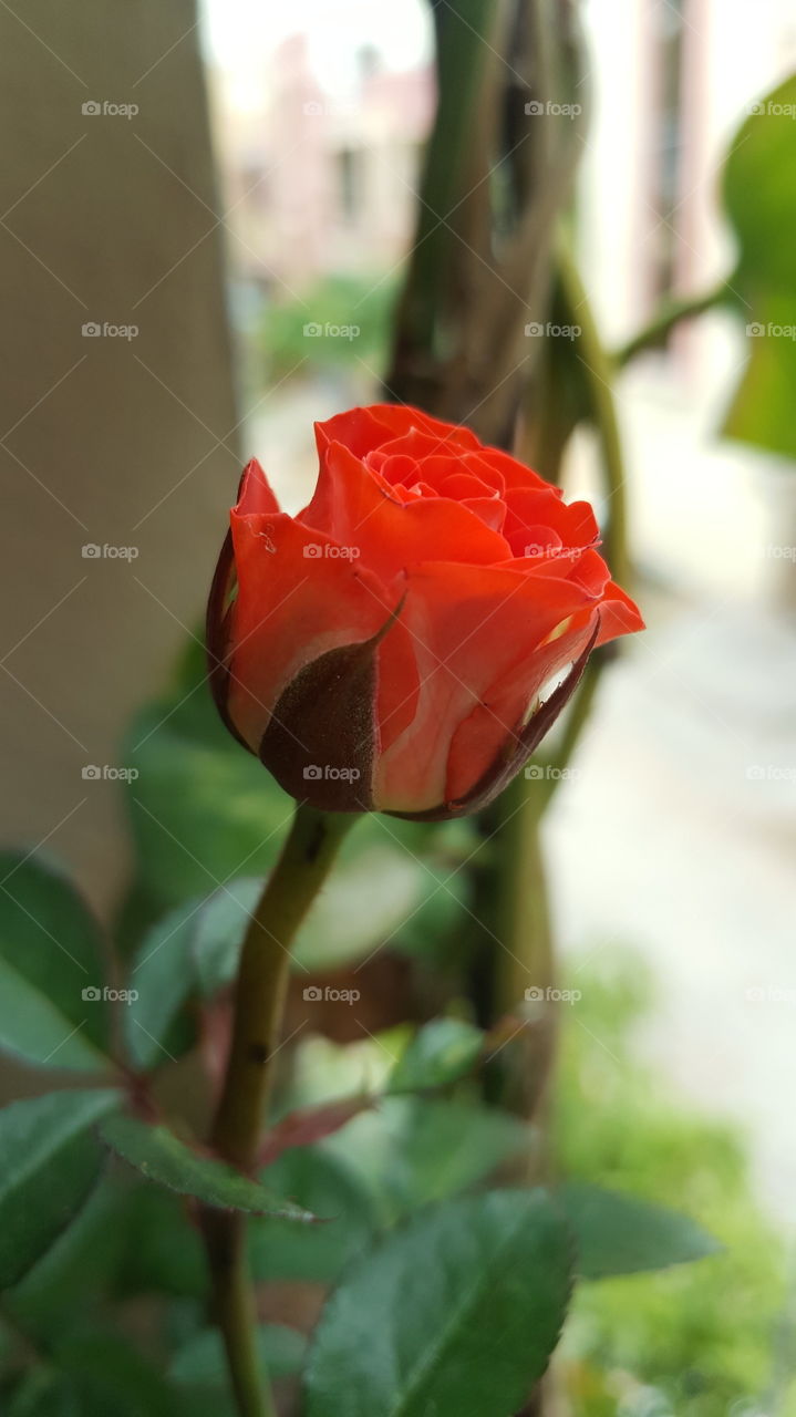 #rk #floral #flora #orange #orangeflower #rose #flower #love #nature #bud #bright #blooming #fairweather #lovesymbol #shrub #botanical #outdoor #rose #elegant