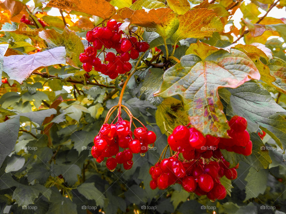 Viburnum in Ukraine