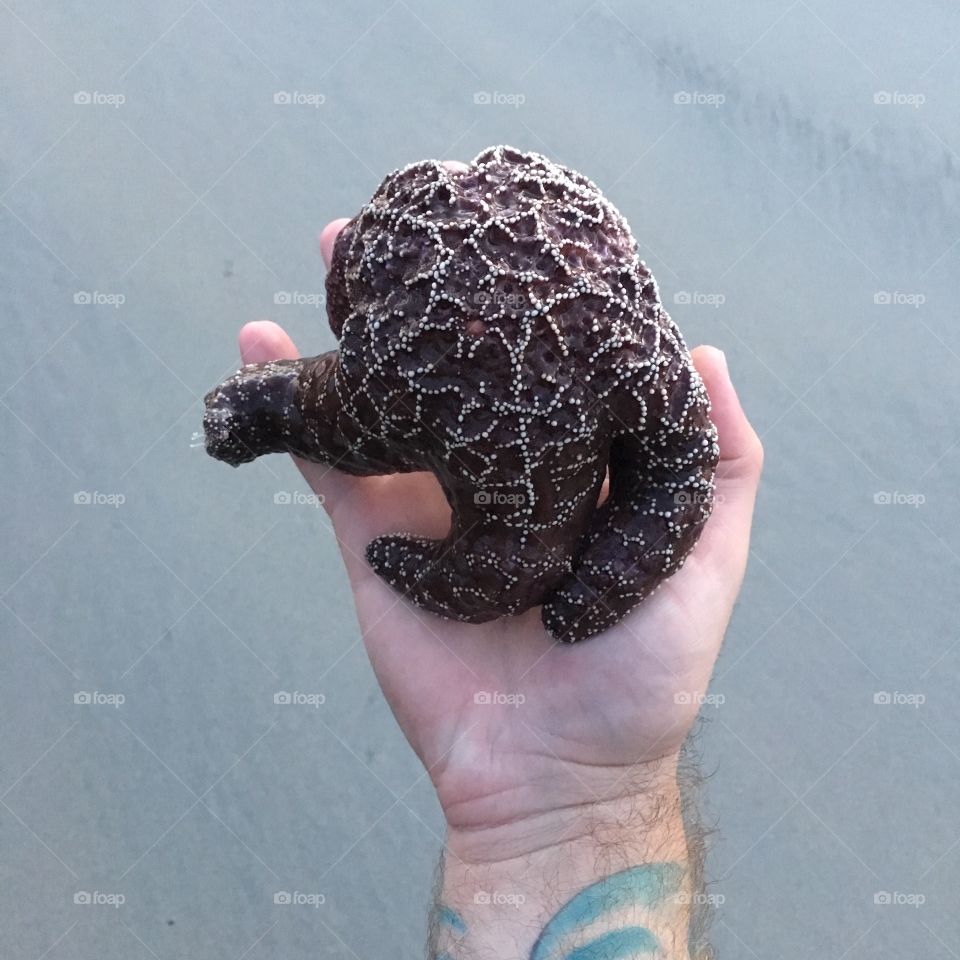 Starfish in hand. San Josef Bay, Vancouver Island, British Columbia, Canada. 