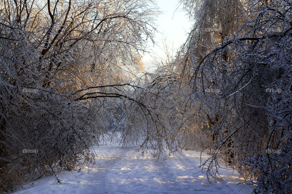 A frozen branch hangs over a winter walking trail