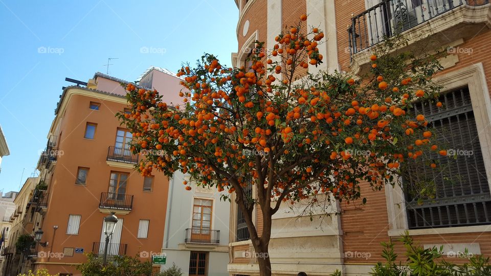 Mandarin tree