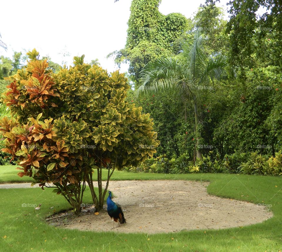 Nature with peacock in the Dominican 