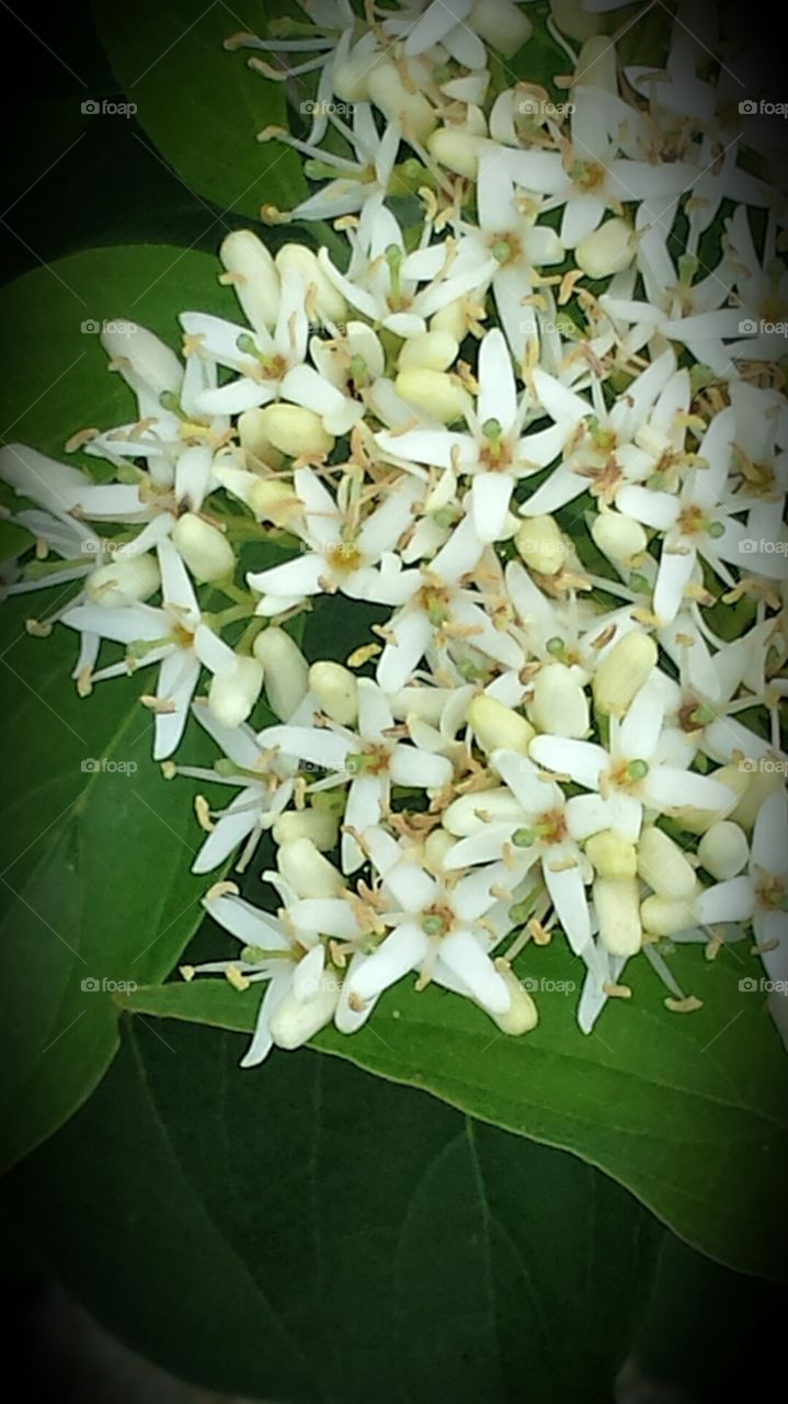 Nature. Honeysuckle Bush