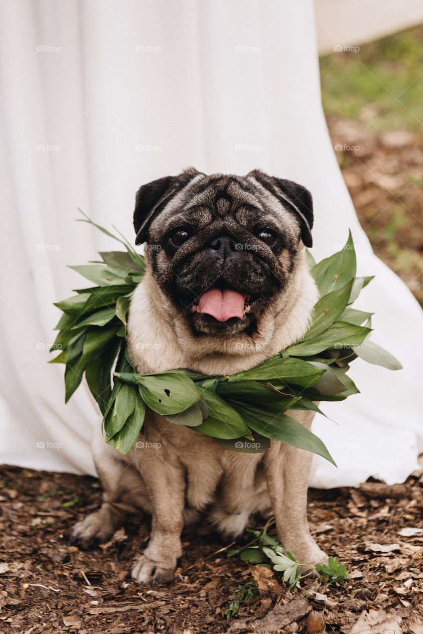 Dog on wedding 