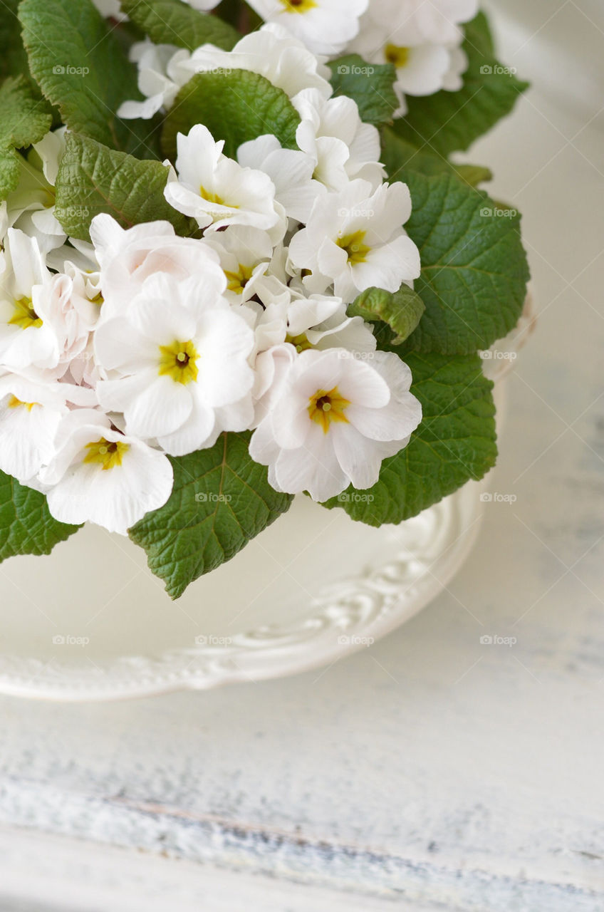 Spring flowers at home