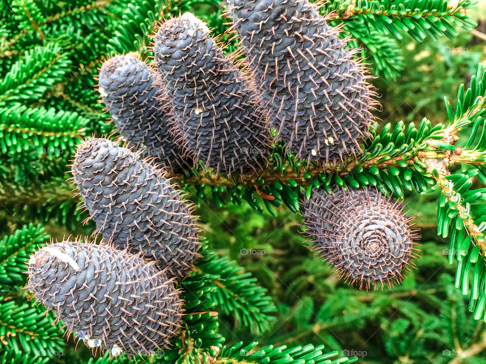 Six dark purple seed cones of a balsam fir tree, stands in contrast to the densely packed green needles