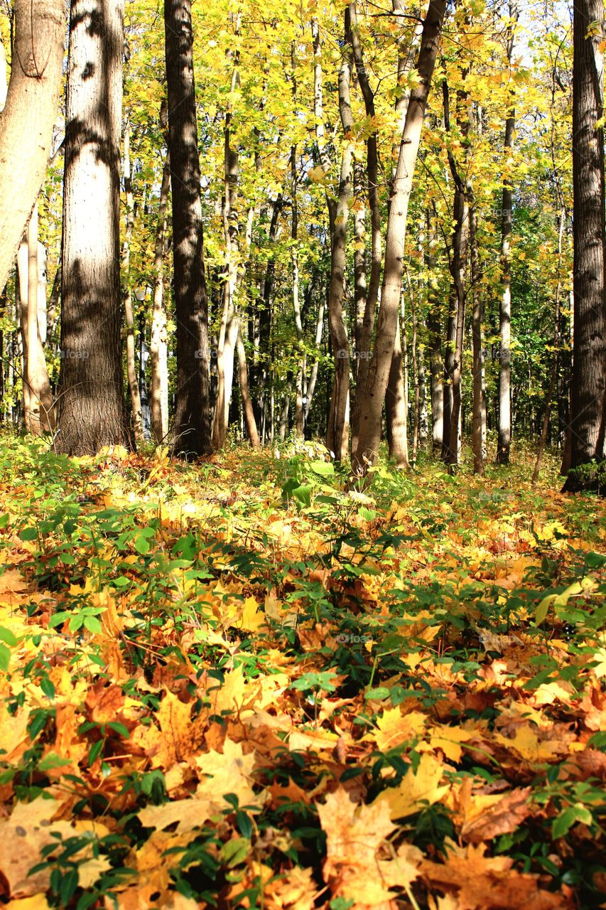 Sunny autumn day in the forest.