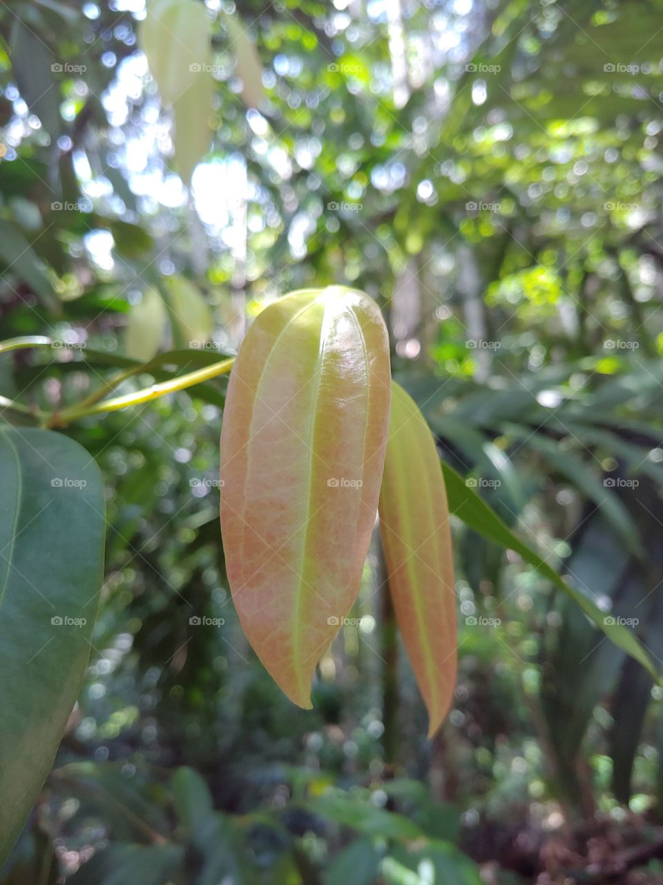 Fresh ceylon cinnamon leaves