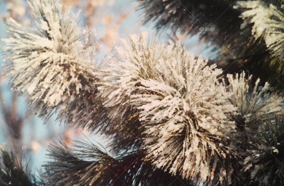 Frost on  pine tree
