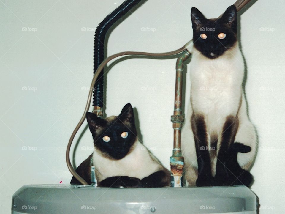Siamese Cats, brother and sister, my two loves. 