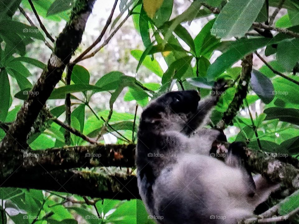 animal on tree branch