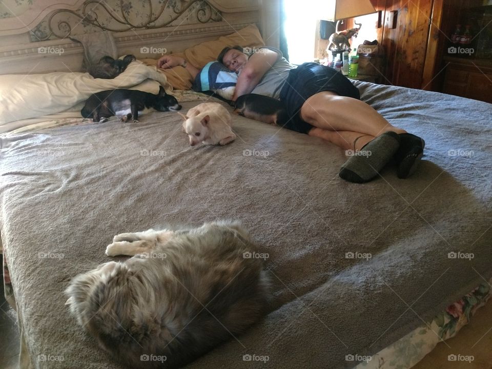relaxing, dogs, nap time