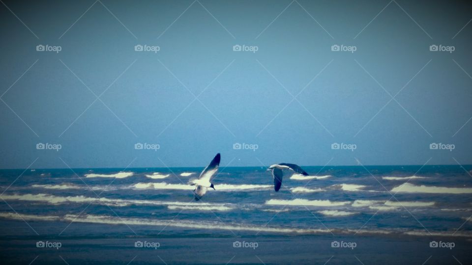 pair of gulls over the ocean